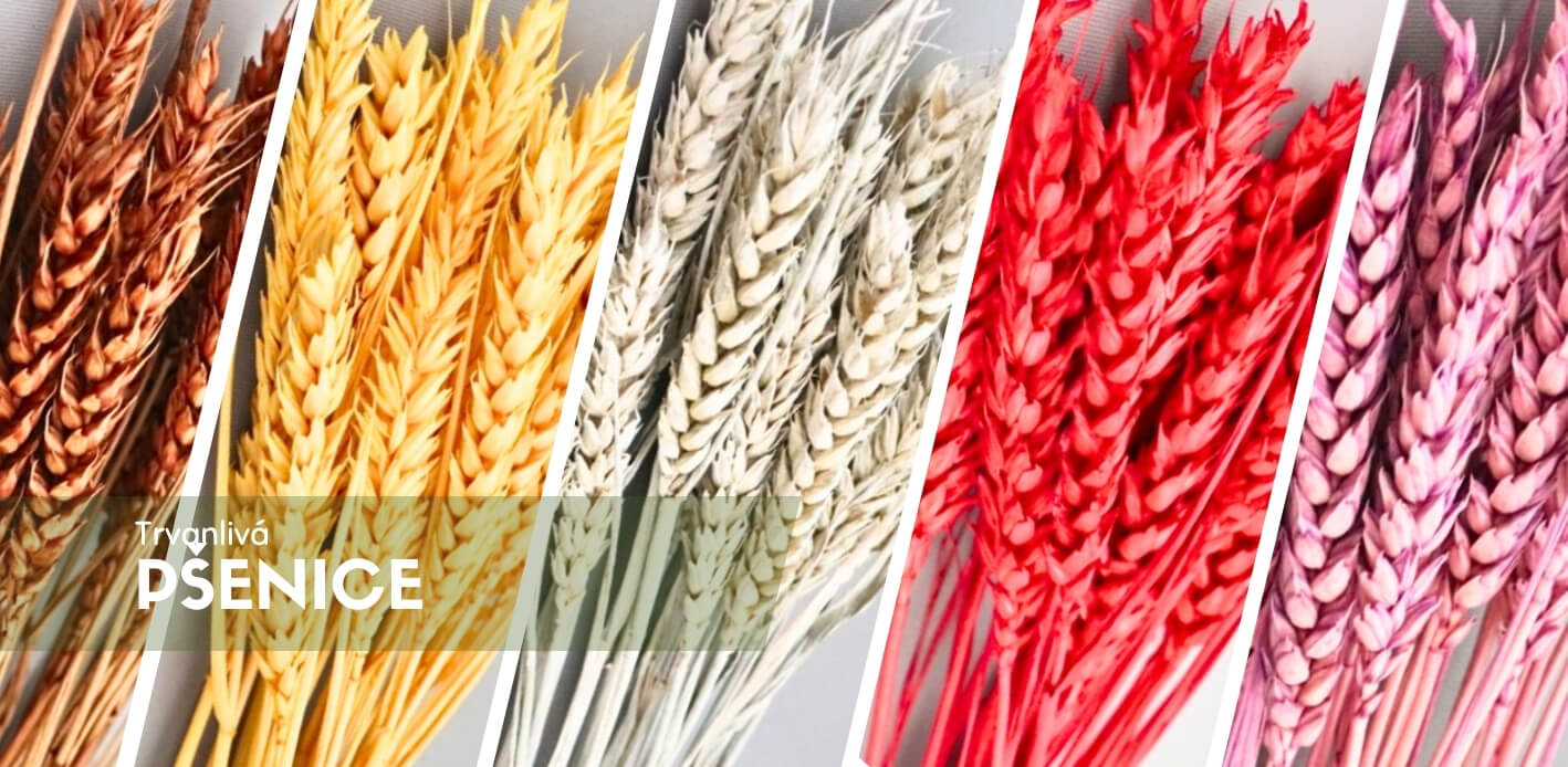 Sušená Pšenice – přírodní dekorace s elegancí a trvanlivostí